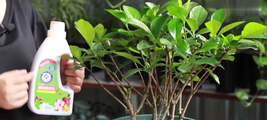 可乐可以浇栀子花吗（探究可乐是否适合作为栀子花的浇水方法）