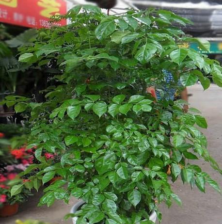 净化空气的15种植物（让室内空气更清新）