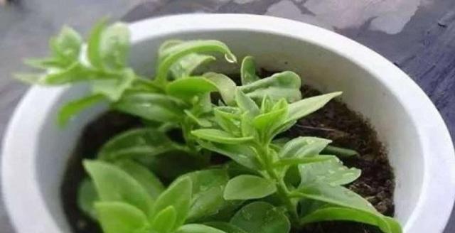 掌握这些植物扦插技巧，快速繁殖你想要的花草树木（掌握这些植物扦插技巧）
