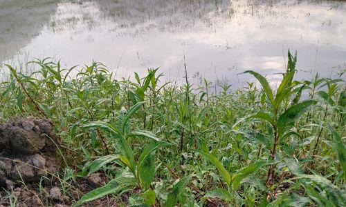 制作酒曲的植物大全：了解这些植物，让你的酒更加美味