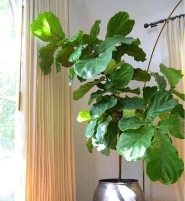客厅植物摆放指南（美观实用）