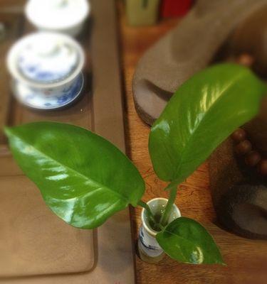 客厅茶几上的植物摆放指南（让你的客厅更舒适的植物选择和布置建议）