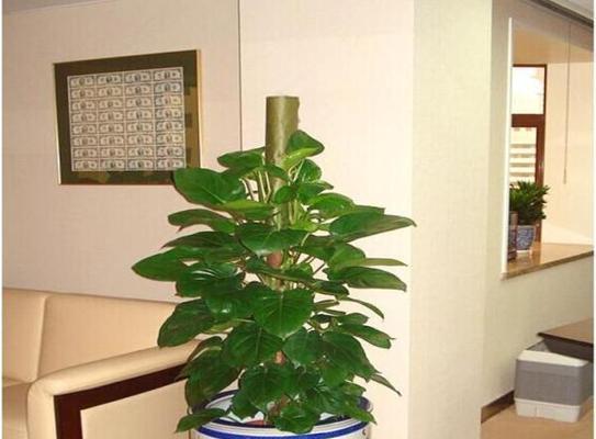 客厅东南角的优秀植物选择（让您的客厅更加生机勃勃）