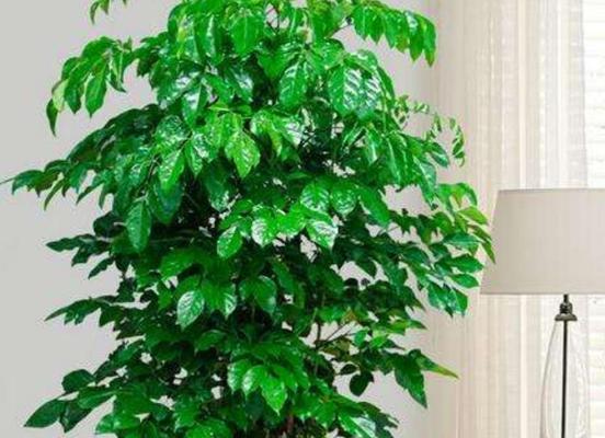 客厅植物风水布局（打造和谐生态环境）
