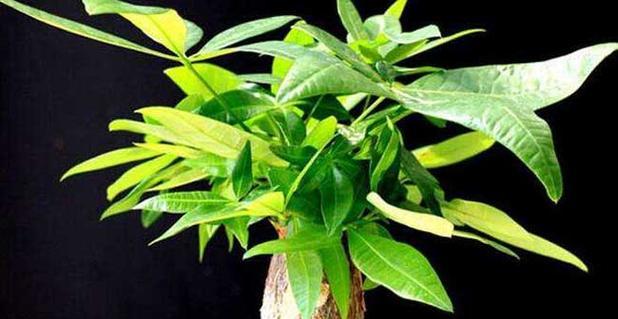 客厅植物的选择与摆放（营造生气勃勃的家居环境）