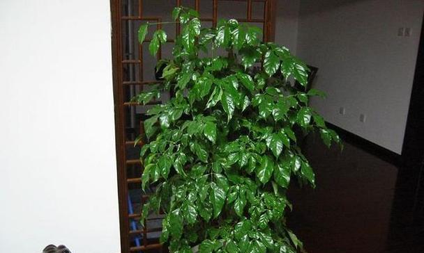 客厅放什么植物招财好运又好养（打造幸福家庭的秘诀）