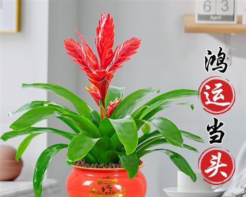 客厅里适合养什么花（打造优雅温馨的居家环境）