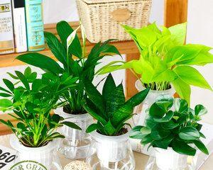一、绿萝——客厅首选植物