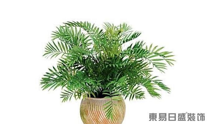 冬季客厅适合种植的花卉与植物（打造温馨舒适的冬季居家环境）