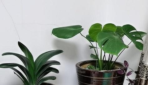 客厅玄关放什么植物好（打造自然气息的装饰搭配方案）
