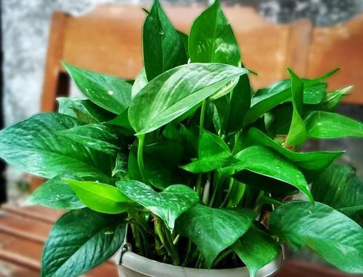 客厅阳台植物风水，为家居增添美好（选择何种植物最适宜）