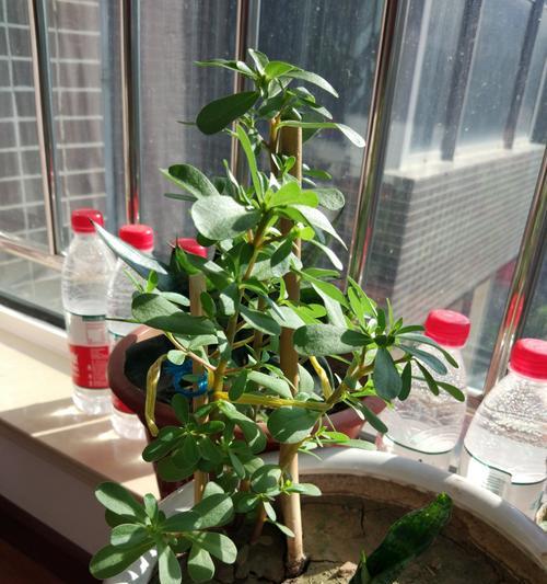 空气草的种植方法（快速培育技巧与注意事项）