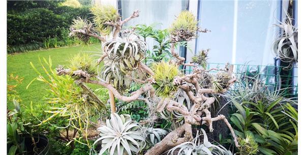 空气凤梨生长速度如何（一年内能长多少）
