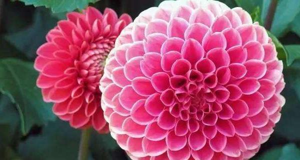 花开好运，幸福绽放（以什么花代表好运）