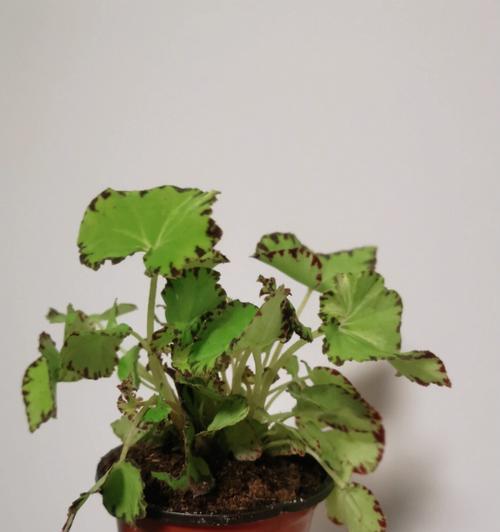 以菊花代表欢迎回家（迎接家人归来的最佳花朵选择）