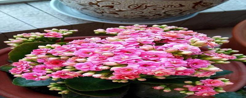 花开吉祥，幸福绽放（以花为媒）
