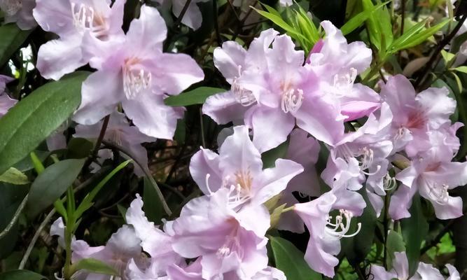 清明节的花之寄托（以什么花代表清明节）