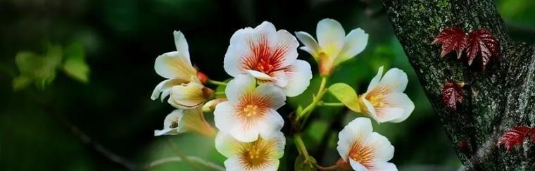 以百合花为象征的守护之爱（花朵的美丽和坚韧谱写了守护的篇章）