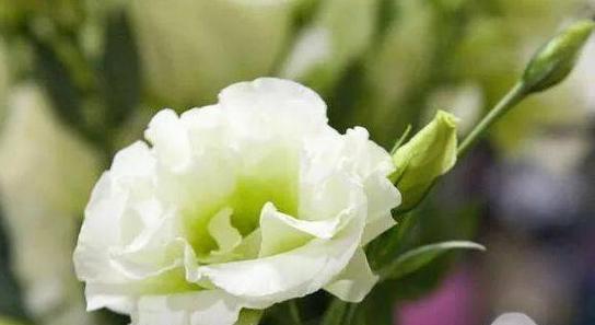 以玫瑰花代表自信（自信之美）