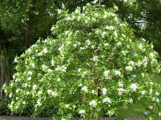 七里香开花时间及花期（七里香开花周期）