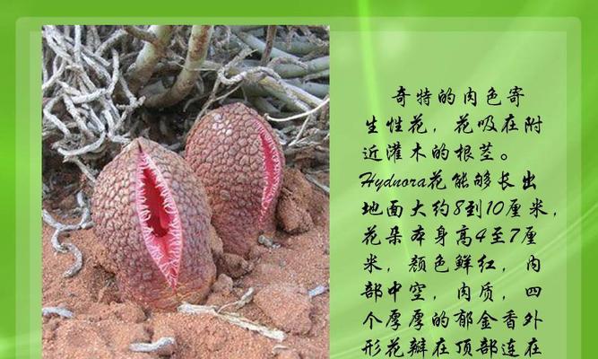 神奇的植物世界（神奇的植物世界）