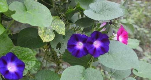 牵牛花生长的环境和地点（探究牵牛花喜欢的生长条件和适宜种植地点）