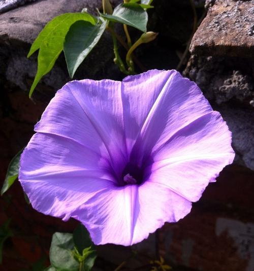 牵牛花的生长环境剖析（探秘牵牛花适宜生长的地方）