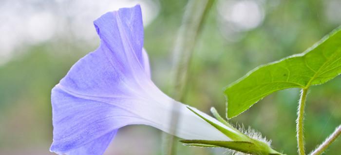 牵牛花春天开花的奥秘（探秘牵牛花春天开花的原因与方法）
