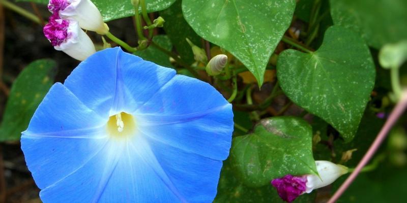 牵牛花促花方法与催花技巧（打造盛开的牵牛花）