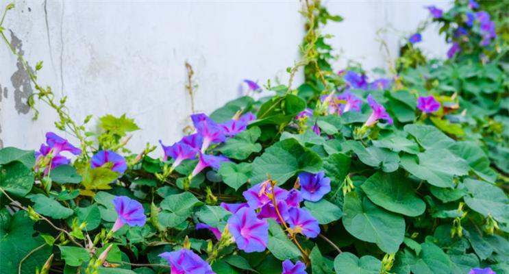 牵牛花的象征意义（揭开牵牛花的花语之谜）