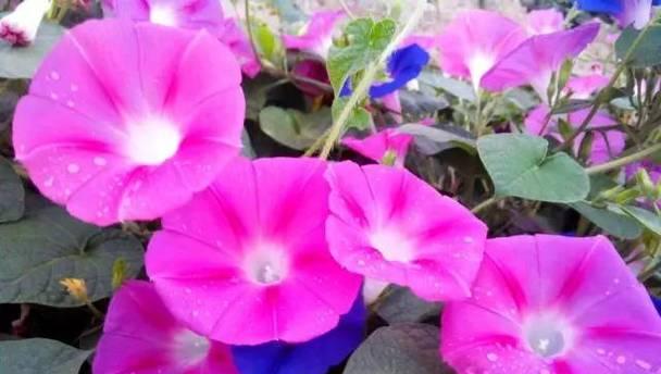 牵牛花的花语寓意——勇敢追求爱情的代表（勇敢）