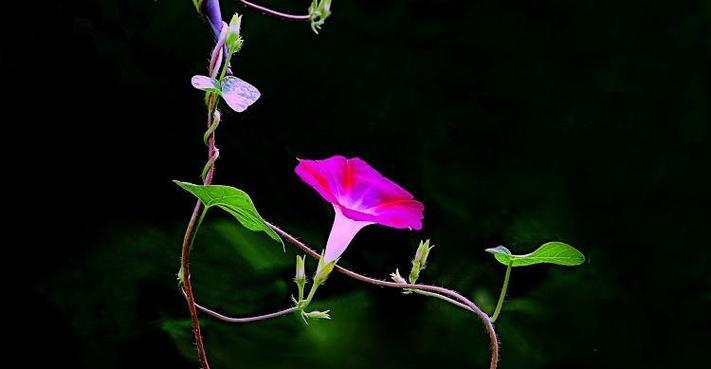 牵牛花生长指南——为美丽绽放提供环境保障（打造适宜牵牛花生长的环境条件）