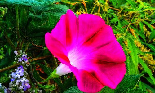 牵牛花（探秘牵牛花的外形）