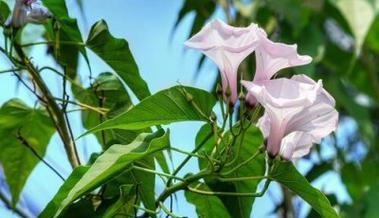 解析牵牛花的叶子形态（探究牵牛花叶子形状的特点及其生物学意义）