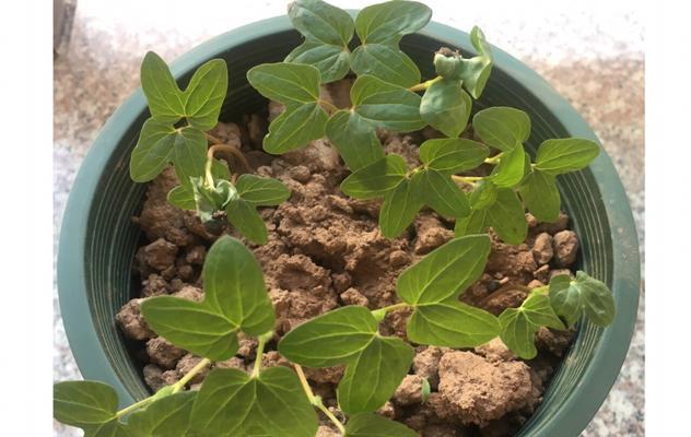 牵牛花的种子长什么样（探寻牵牛花种子的特点和生长过程）
