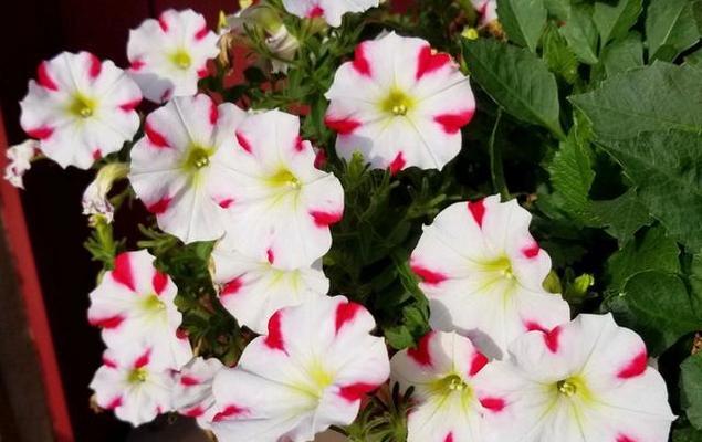 牵牛花能否在冬天存活（探究牵牛花冬季生存的条件和技巧）