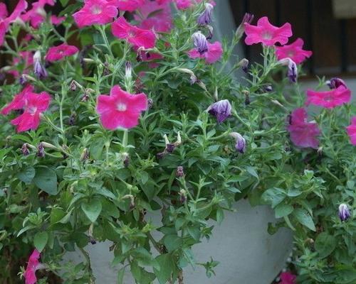 牵牛花如何浇水（多久浇一次水最适合）