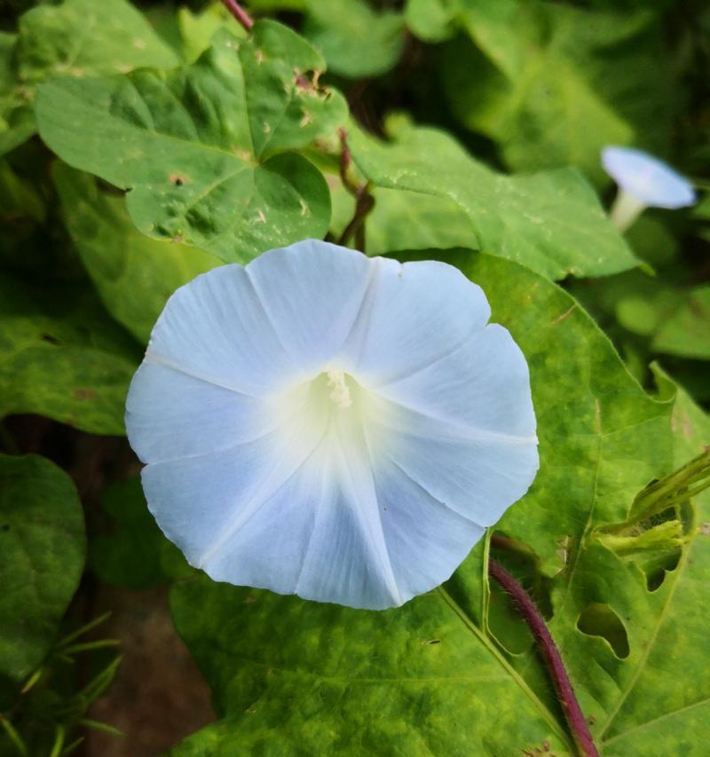 牵牛花的养护全攻略（养殖方法）