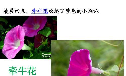 牵牛花开花时间解析（从春季到秋季）