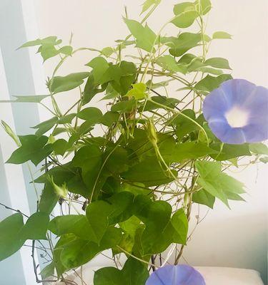 牵牛花的浇水时间和正确方法（掌握正确的浇水时间和方法）