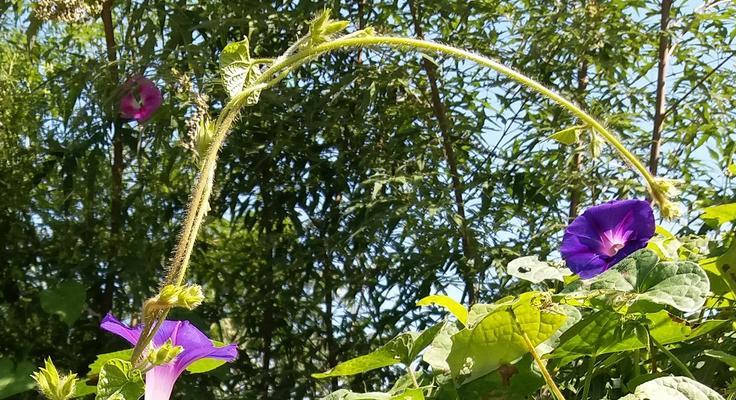 牵牛花开的季节与美丽景观（探秘牵牛花开放的时节及其美景）