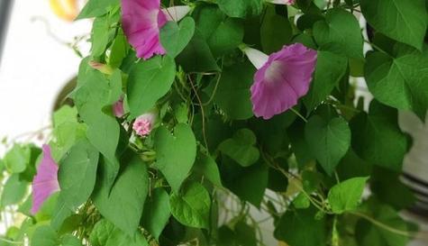 室内种牵牛花？这些需要知道！