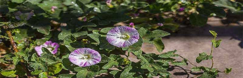 牵牛花盛开时间（探究牵牛花的花期和生长环境）