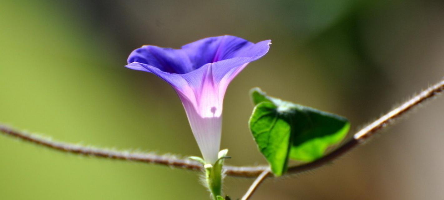 牵牛花在秋天也能开花（牵牛花的秋季花期及其特点）
