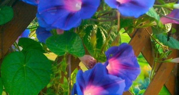牵牛花生长环境与特点（探究牵牛花的生命力和美丽）