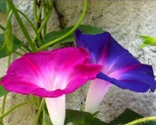 牵牛花的种植技巧（让你轻松成为牵牛花种植达人）