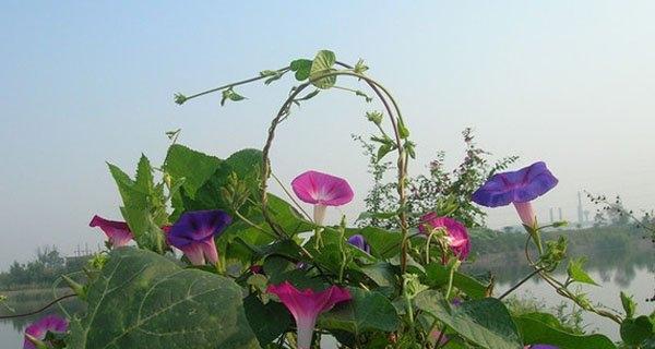 掌握正确的牵牛花播种时间（让您的花园充满绚丽色彩）