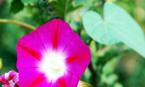 牵牛花的品种及花色介绍（了解这些让你成为花卉专家）