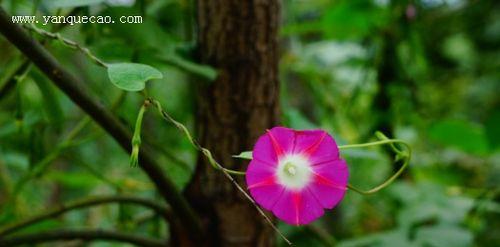 牵牛花是被子植物吗？——揭秘牵牛花的分类学之谜