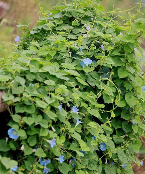 牵牛花的生命周期探究（从种子到花朵）
